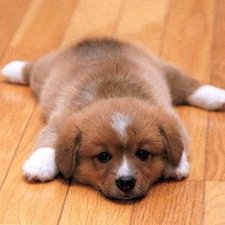 nexgard for dogs