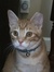 Rosemary Rowlette-