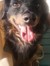 Darcy