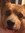 Shay
