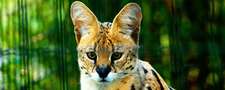 Servane_Adall