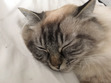 Freja