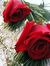 Amal Ahmed