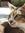 Kucing Tampan