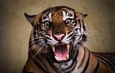 محمود طلافحة