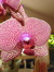 Anabel F