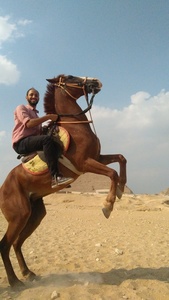Mustafa Ibrahem