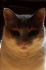 Kitty