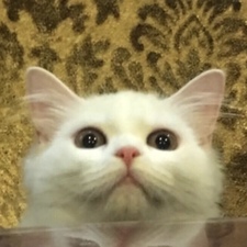 Mellowcloud