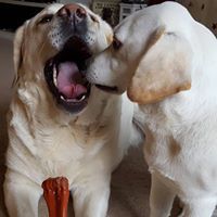 Sandi Johnson Reseter