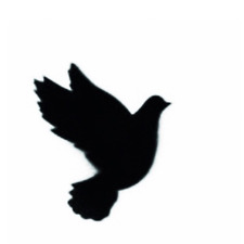 علياء القبيسي