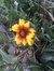Holly