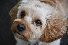 Francesca Bridgewater