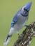 BluJay