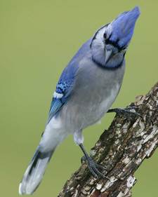 BluJay