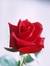 Rasha H...