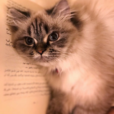 Amal