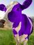 Moo
