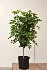 The_Ficus _