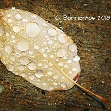 Charlene Barrientos Ortiz