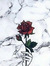 Jenny_E1