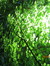 Ramblinglea