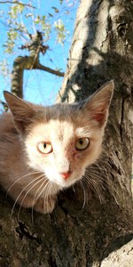 Катарина Лаловић