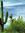 GreenCactus