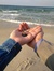 Ahmed S...