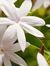 Jasmine...