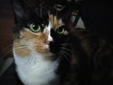 Orion (elfspectations)