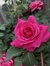Quyen N...