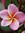 Frangipani Montulator