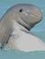 Pat Sev...