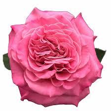 Jayida MIller- McCoy