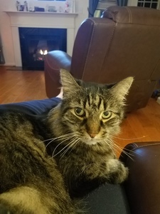 Ali