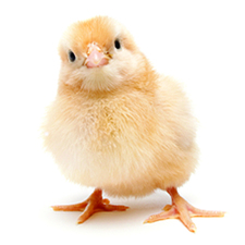 Chick