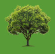 NYC Tree Services