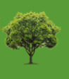 Tree Services Manhattan
