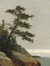 Pine_o