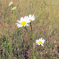 Susannah Harris Evans