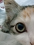 Ghina S...