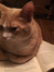 Gary