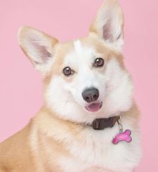 Pepperoo