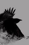 Raven