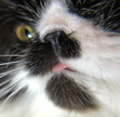 Stephanie