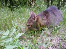 Popkulturalna kociara