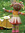 upsydaisy