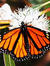Butterfly Bridge Reviews
