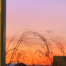 Darya Hamahusain